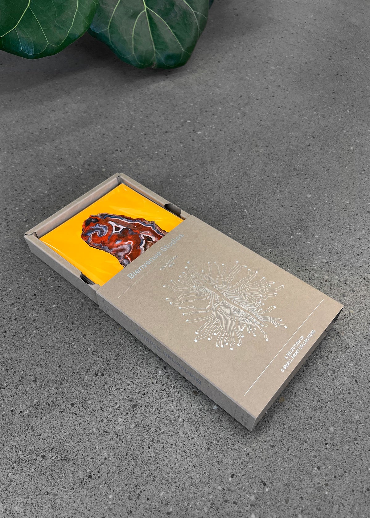 Collector’s Box 3