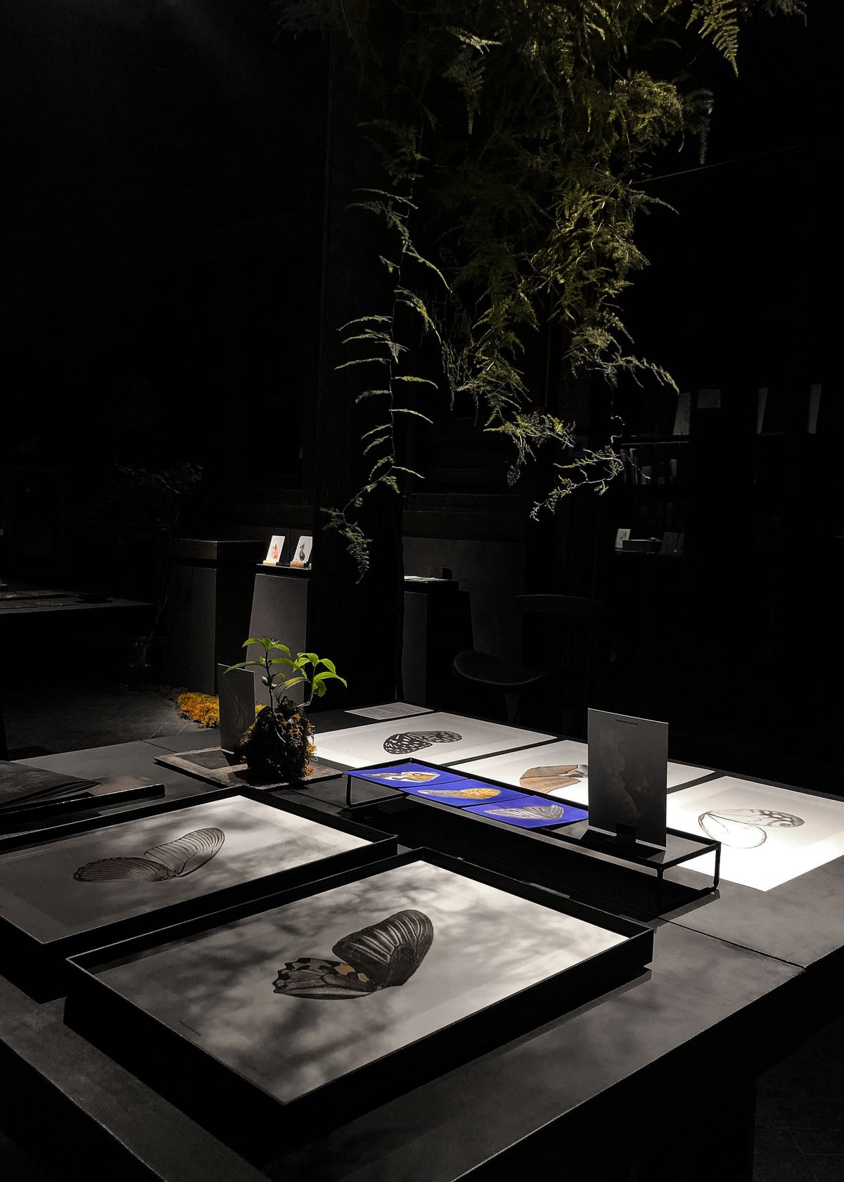 Kunstdruck Sun Fluttering N° 1-4