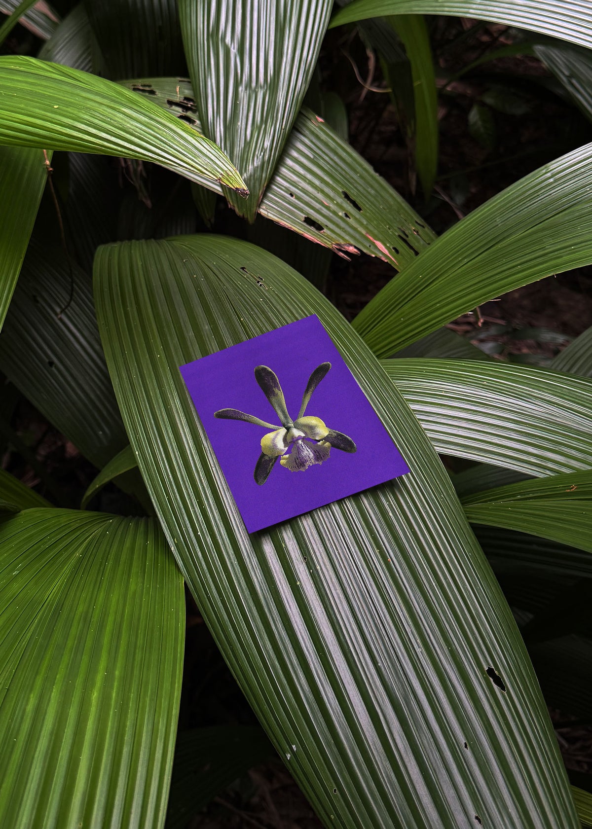 Jeu de cartes n° 21 – Mimétisme floral-6