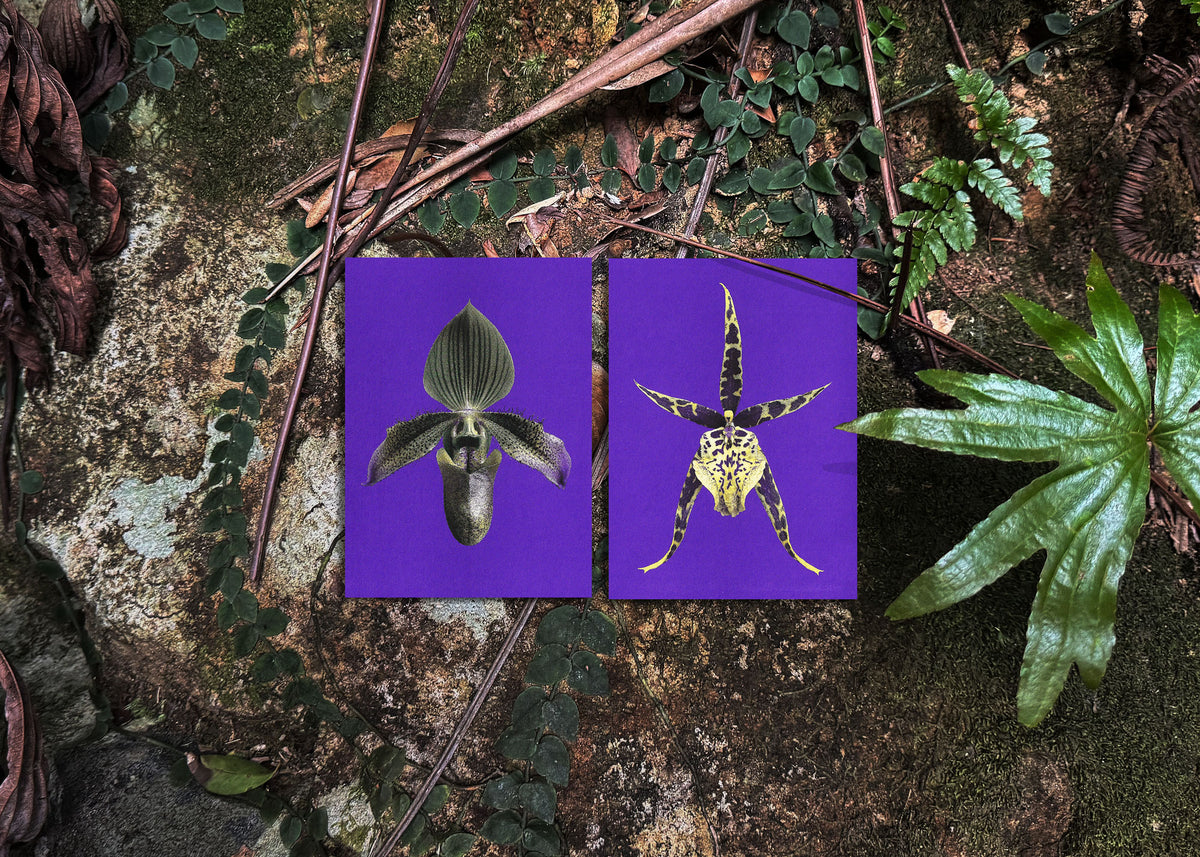 Kartenset N° 21 – Floral Mimicry