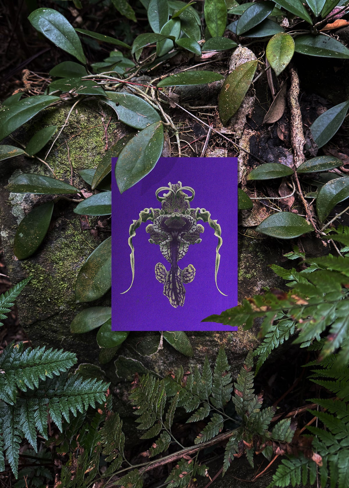 Jeu de cartes n° 21 – Mimétisme floral-4