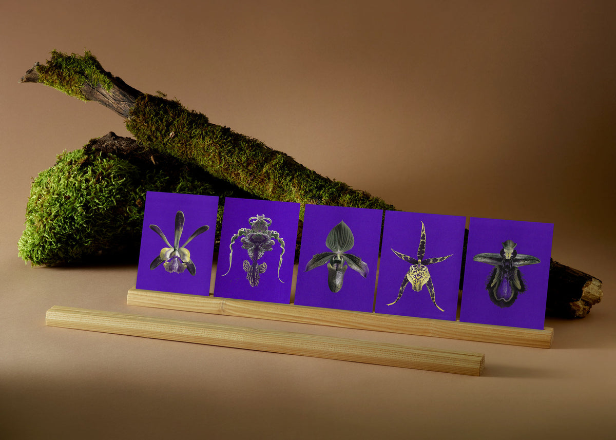 Jeu de cartes n° 21 – Mimétisme floral-5