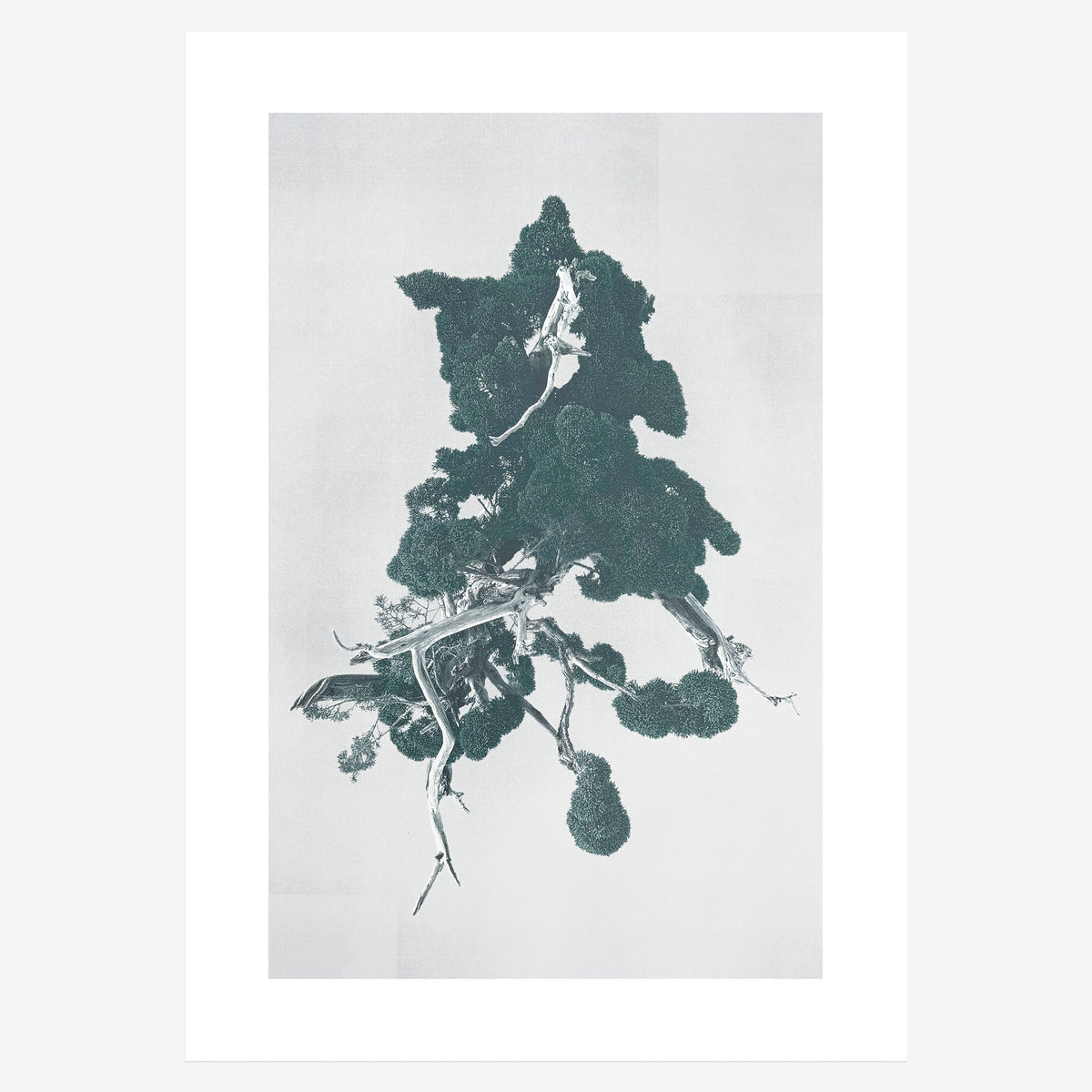 Grossformatiger Kunstdruck Bonsai