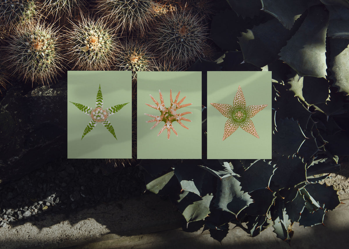 Kartenset N° 15 – Ephemeral Blooming
