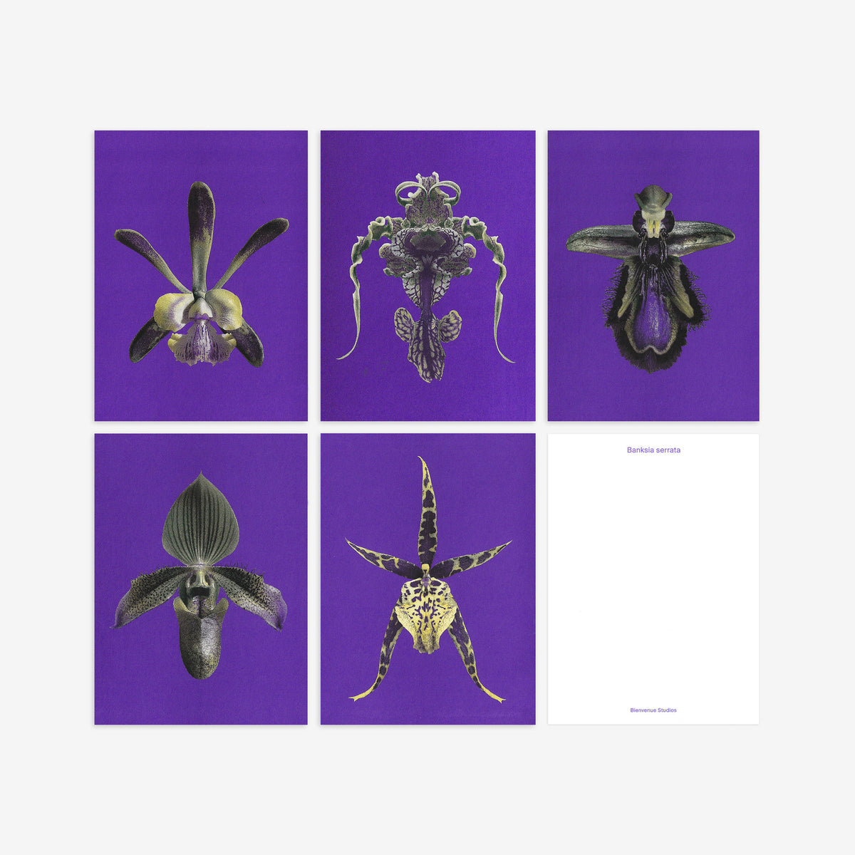 Kartenset N° 21 – Floral Mimicry