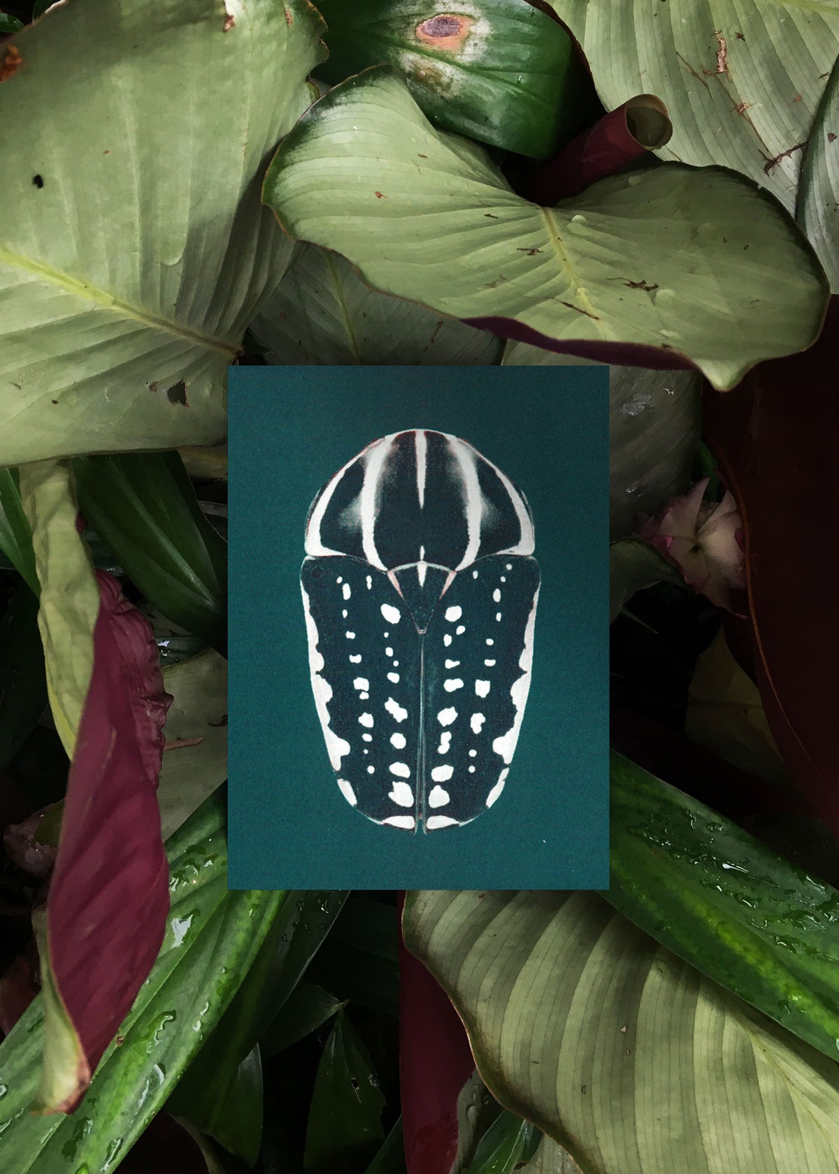 Kartenset N° 9 – Iridescence-4