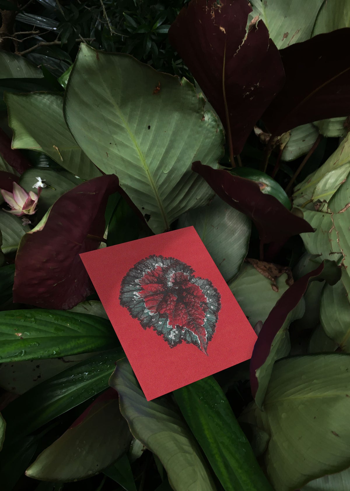 Jeu de cartes n° 12 – Leaves of Friendship-3