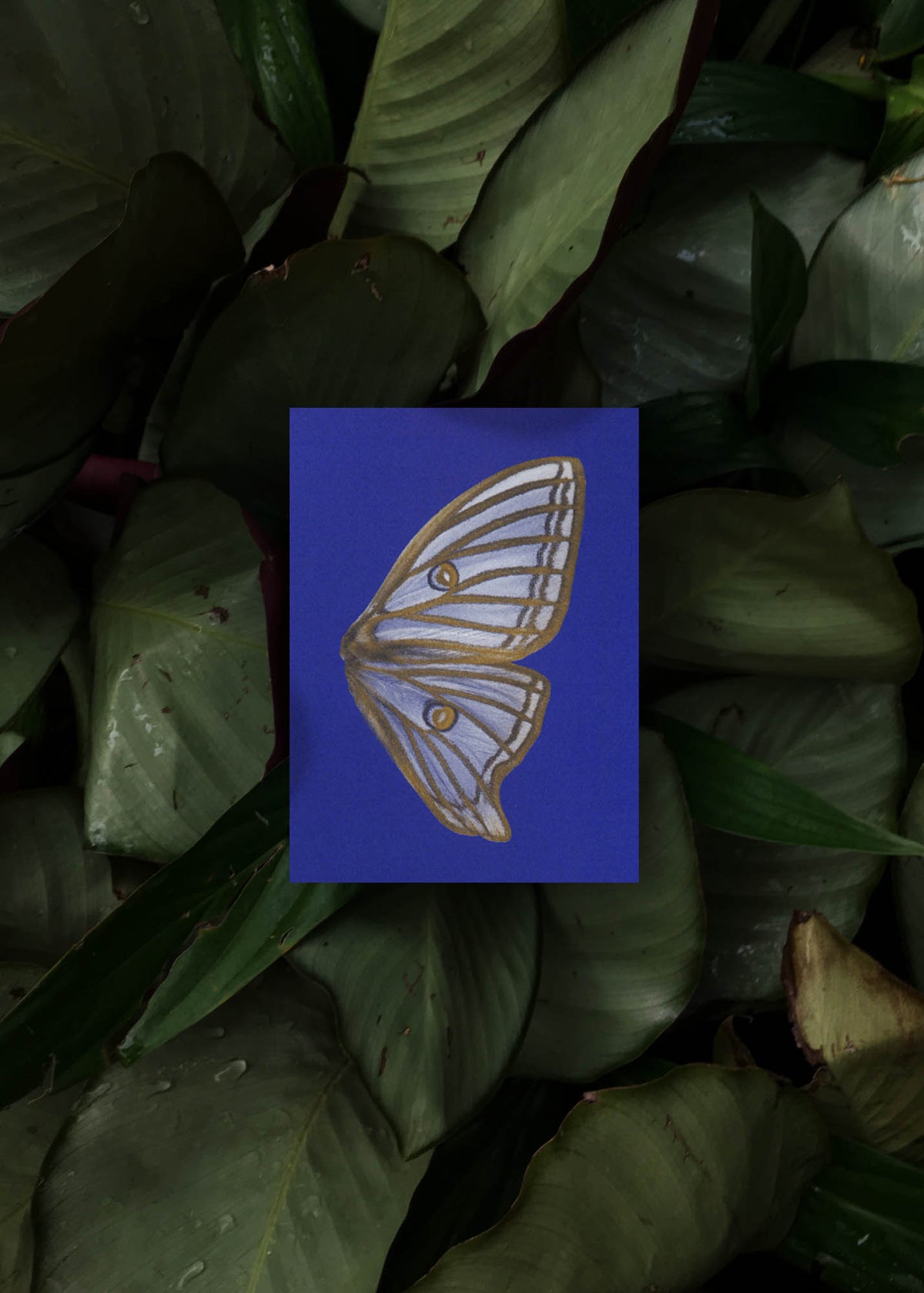 Jeu de cartes N° 14 – Moon Fluttering-6