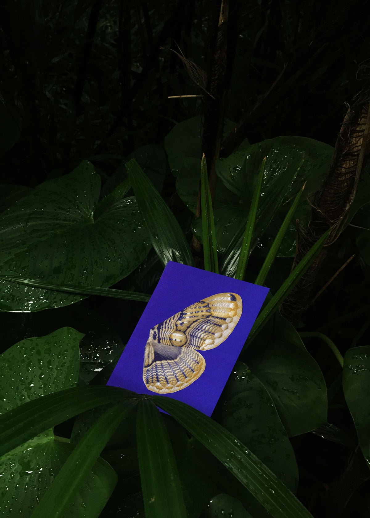 Jeu de cartes N° 14 – Moon Fluttering-8