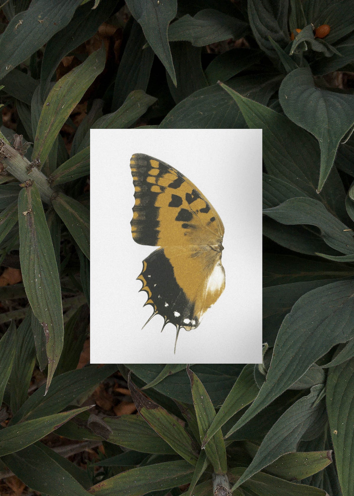 Kartenset N° 13 – Sun Fluttering-4