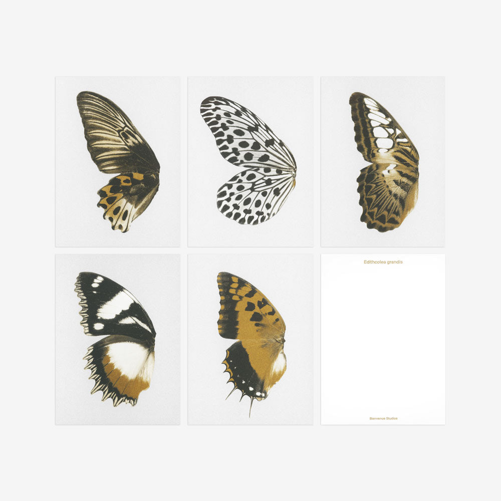 Kartenset N° 13 – Sun Fluttering