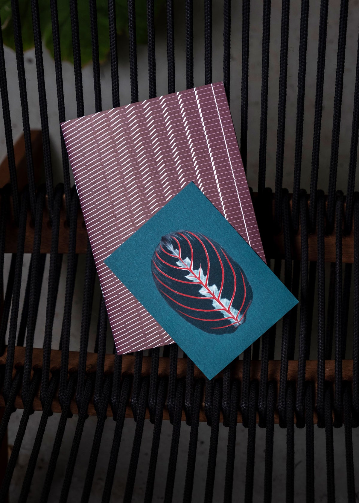 Carnet Wave N° 1 – Redwood-4